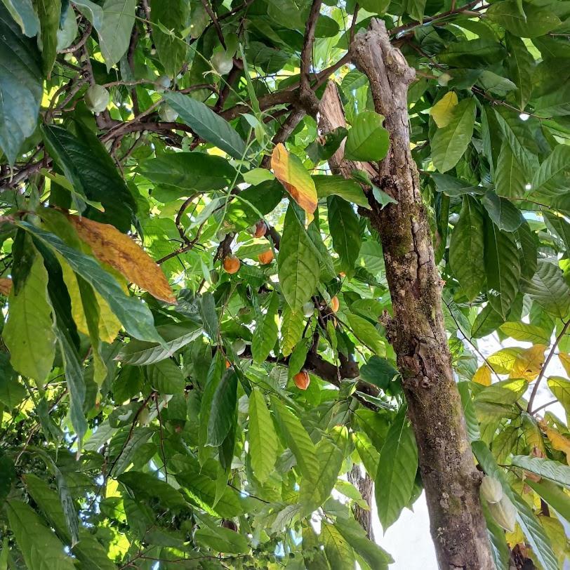 Villa Dos Passaros Paraty Hospedagem Екстериор снимка